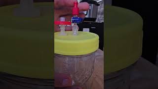 Ultimate Mycelium Cultivation Hack No Contamination YouTubeVlogTutorialMycologyDIY [upl. by Yrekcaz874]