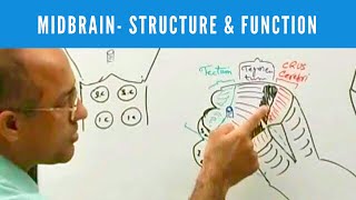 Midbrain  Structure and Function  Neuroanatomy [upl. by Brighton119]