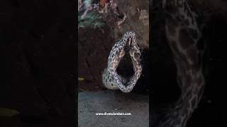 A giant Honeycomb Moray Gymnothorax favagineus lat at the cleaning station [upl. by Llemrej299]