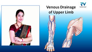 Venous Drainage of Upper Limb by Dr Rajitha Vanga [upl. by Anirt316]