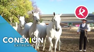 Exhibición exclusiva de la feria de Zafra Enganche de Yeguas  Conexión Extremadura [upl. by Laro141]