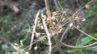 A Woodhall Spa to Horncastle from Martin Walk on a disused railway [upl. by Durrett493]