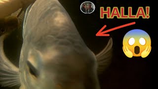 JACKPOT  Pagpapana sa ilog Spearfishing with underwater camera [upl. by Yardley531]