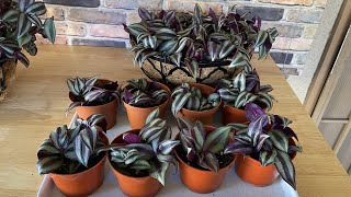 How to propagate and repot Tradescantia  Zebrina or Wandering Jew  with care tips [upl. by Suneya]