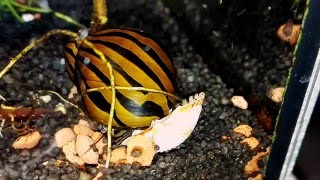 Neritina natalensis Nerite snails [upl. by Cowie193]