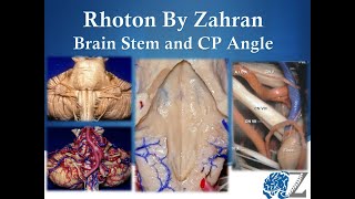 Rhoton By Zahran 9 Brain Stem and CP Angle [upl. by Arondel]