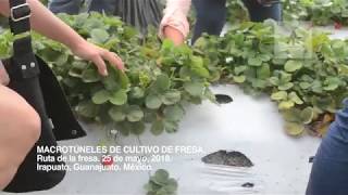 Ruta de la fresa Cosechando Fresa en los macrotúneles de cultivo en Irapuato Guanajuato [upl. by Ellecrag845]