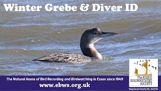 How to Identify Winter Grebes and Divers [upl. by Nwahsirhc785]