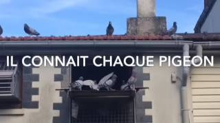 Le travail du colombophile avec ses pigeons [upl. by Coopersmith375]