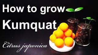 How to grow Kumquat from seed｜Your own Kumquat tree｜How to grow 14 Kumquat｜Eng Sub [upl. by Chery]