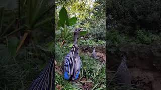 vulturine guinea fowl [upl. by Ojytteb]