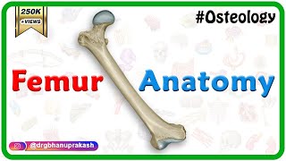 Femur Anatomy Osteology  General features  Attachments  Development anatomy MBBS usmle NMC [upl. by Ashman]