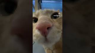 catshorts cats cat catsofyoutube [upl. by Anerehs]