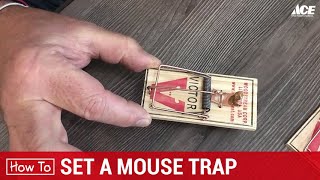 How To Set A Mouse Trap  Ace Hardware [upl. by Kuehnel148]