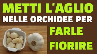 Metti laglio nelle orchidee per farle fiorire Funziona [upl. by Rondi]