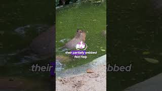 Capybaras The Swimming Masters of the Animal World shors facts animals wildlife capybara [upl. by Ledua]