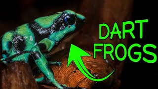 Poison Dart Frog Unboxing amp BIOACTIVE Enclosure Build [upl. by Tacita808]