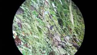 Birds attending an army ant swarm Tapantí NP Costa Rica [upl. by Carolyne772]