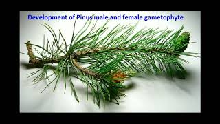 Development of Pinus male and female gametophytes  life cycle of pinus [upl. by Yadsnil788]