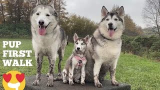 Husky Puppies First Walk Outside SHE IS SO HAPPY [upl. by Hafeenah847]