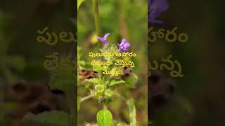 Hyptis suaveolens పులులకు ఆహారం లేకుండా చేస్తున్న మొక్కll DrMurthy Plant World ll invasivePlants [upl. by Alehs]