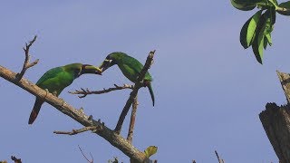 Bluethroated Toucanets Mating Behavior  Incredibly beautiful birds mate and nest in Costa Rica [upl. by Arrahs208]