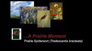 A Prairie Moment  Prairie Spiderwort Tradescantia bracteata [upl. by Aiciled]