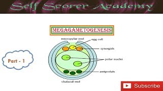 Megagametogenesis Part 1 [upl. by Yendic]