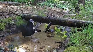 Crow taking a refreshing bath on a warm day [upl. by Rustin548]