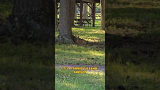 WhiteTailed Deer Odocoileus virginianus In Central Pennsylvania [upl. by Neral]