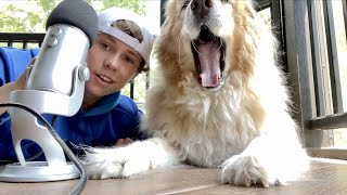 ASMR with my Dog Eating Drinking Petting Scratching Licking Sniffing Fluffy Fur [upl. by Tut]