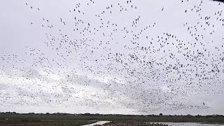 Pinkfooted Geese taking flight at Marshside RSPB Reserve 25921 [upl. by Yonah540]