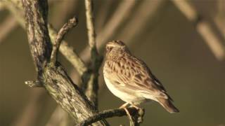 Woodlark [upl. by Millham869]