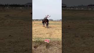 Horse Training Humane or Harmful animals [upl. by Scharf495]