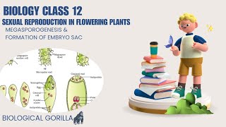 CLASS 12SEXUAL REPRODUCTION IN FLOWERING PLANTSMEGASPOROGENESISampFORMATION OF EMBRYO SACboardexam [upl. by Nalahs]