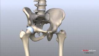 Hip Anatomy Animated Tutorial [upl. by Drisko]