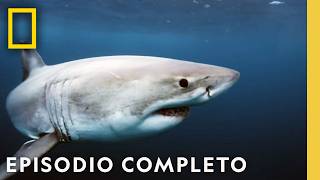 Los Tiburones Más Peligrosos del Mundo ¡Descúbrelos  Nat Geo en Español [upl. by Elleinod]