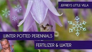 Watering Potted Perennials In Winter [upl. by Kathi641]