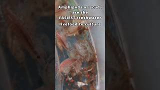 Breed amphipods in your planted tank the easiest freshwater live food 🦐🐟 shorts aquarium [upl. by Kaazi]