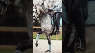 Dapple grey edit horse equestrian [upl. by Cullen516]