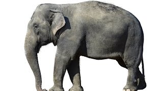 Elephant Animals for Children Kids Videos Kindergarten Preschool Learning Toddlers Sounds Songs Zoo [upl. by Wiebmer701]