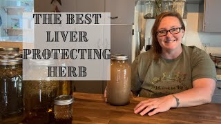 MILK THISTLE Tincture  The Great LIVER PROTECTOR [upl. by Plossl]