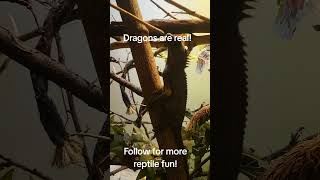 Dragons are real This is a mountain horned dragon animals cute dragon cool [upl. by Lacym]