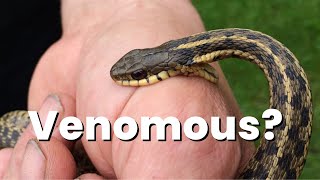 turns out my childhood snake is venomous [upl. by Faubion]