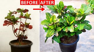 If You DO THIS Your CROTON Would Be HEALTHIER  Watch This If Croton is Losing Leaves [upl. by Attennaej]