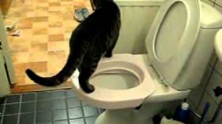 Cat Uses Toilet thanks to Litter Kwitter [upl. by Cormier383]