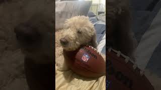 Mr Darcy trying to be trendy part 7 viralvideo youtube shorts lol fyp dog cute puppy aww [upl. by Basham537]