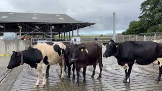 Take a look inside the 950cow dairy unit in Co Galway [upl. by Klump]