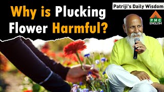 Why is Plucking Flower Harmful  Patrijis Daily Wisdom patriji pmcenglish [upl. by Buckie604]