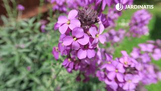 El alelí planta de finales de invierno  Decogarden  Jardinatis [upl. by Atteuqehs]